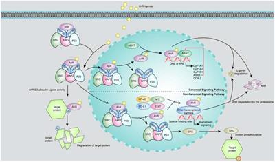 The Aryl Hydrocarbon Receptor in Chronic Kidney Disease: Friend or Foe?